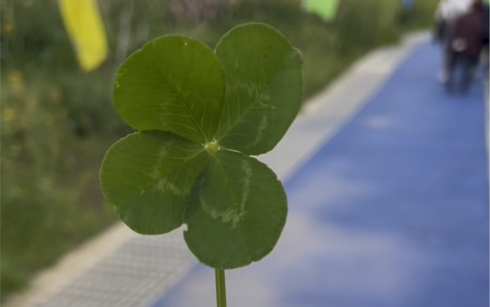 阳光甚好,微风不噪