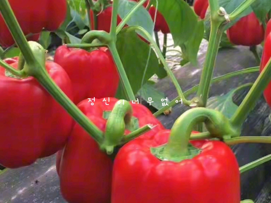 邓州市蔬菜礼盒蔬菜集装箱批发团购/商丘市水果蔬菜水果礼盒特色蔬菜集装箱配送/西峡县蔬菜礼盒蔬菜礼品箱批发团购/镇平县水果礼盒批发团购/内乡县蔬菜...