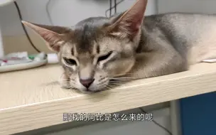 下载视频: 手把手教你看/买阿比西尼亚猫新手预买阿比必看