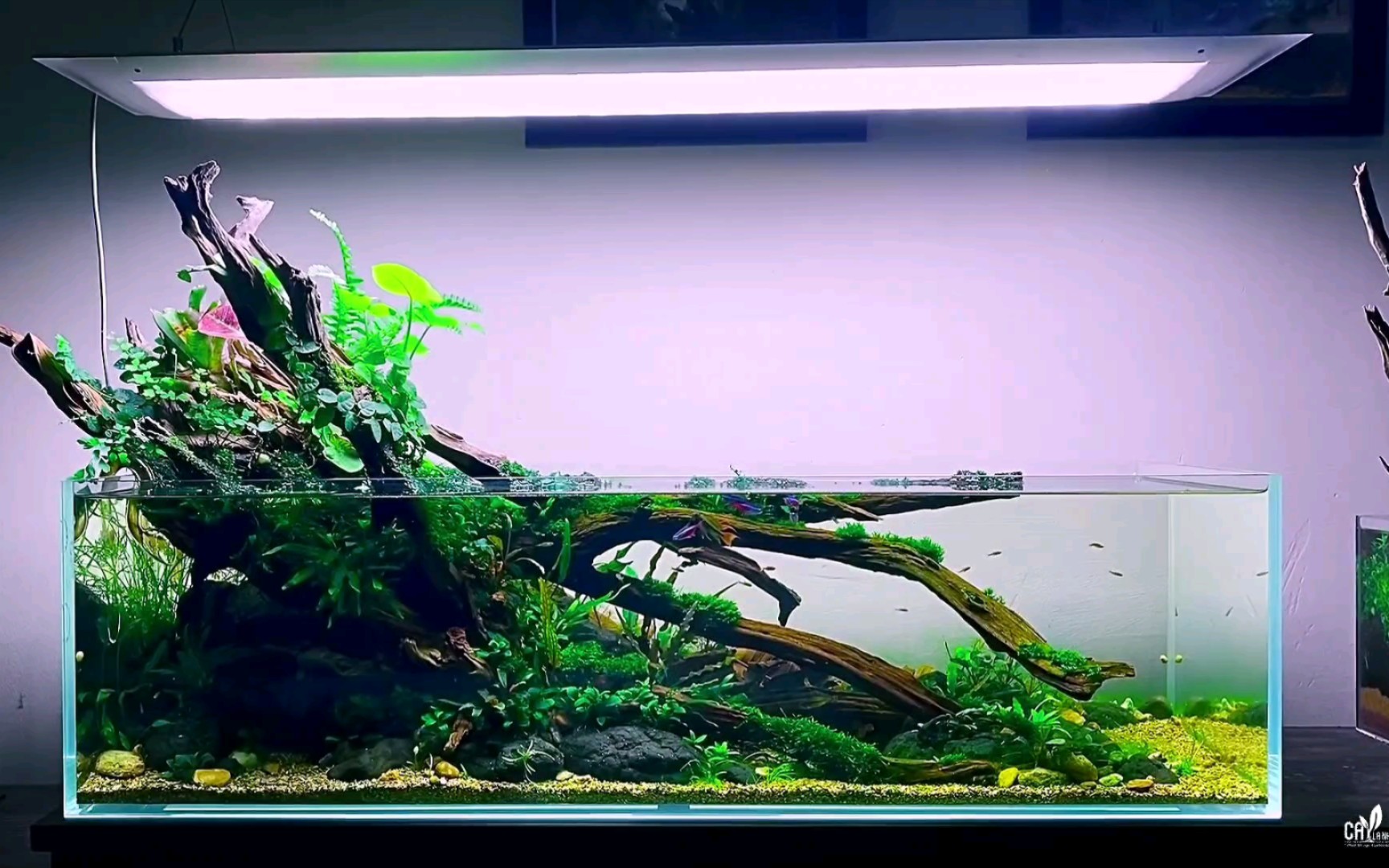 90×30×25矮缸造景