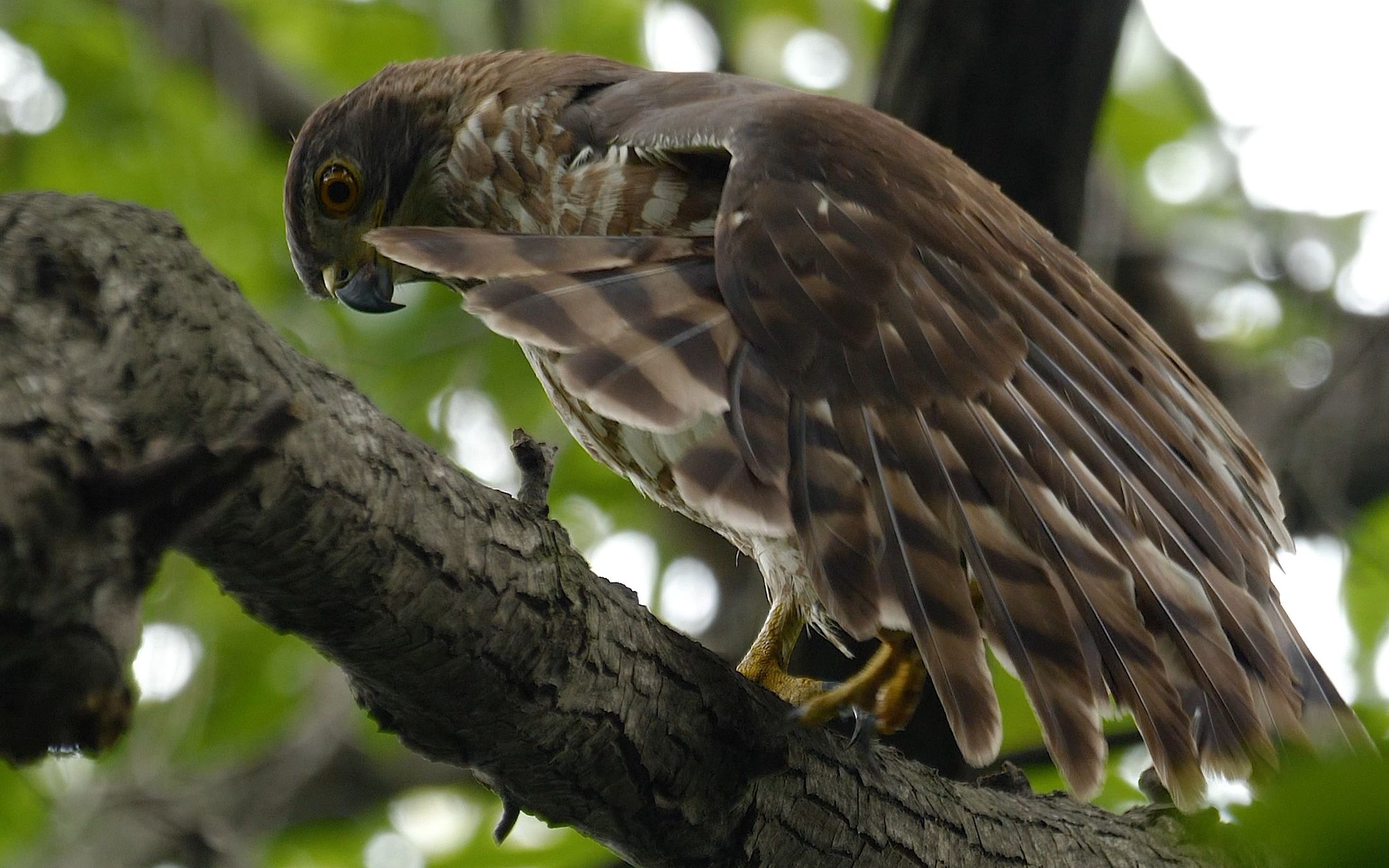 疲惫不堪的雌凤头鹰舒展筋骨歇息片刻