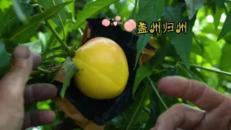 营口：归州棚桃又双叒叕火了!