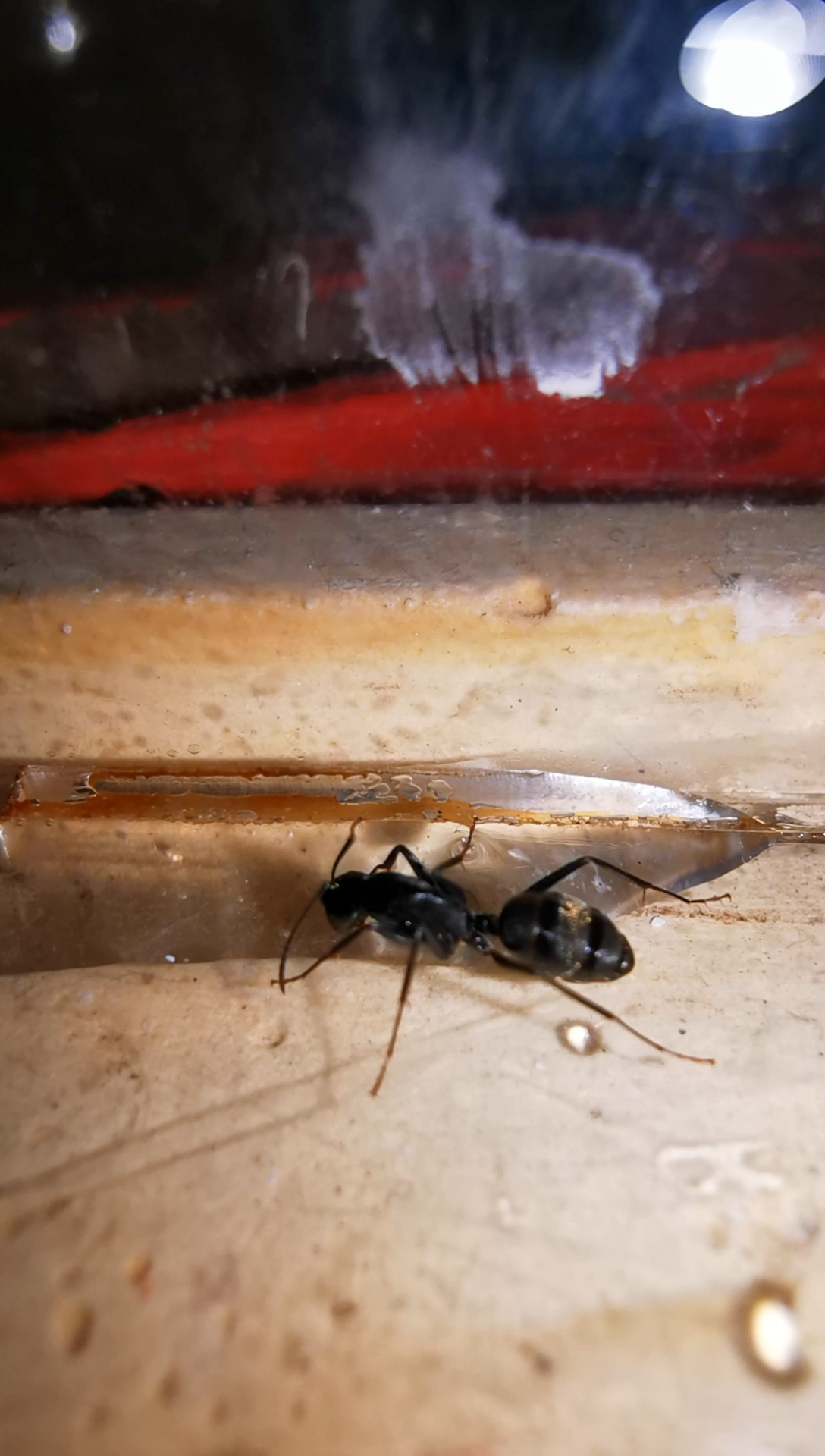 日本弓背蚁  试拍