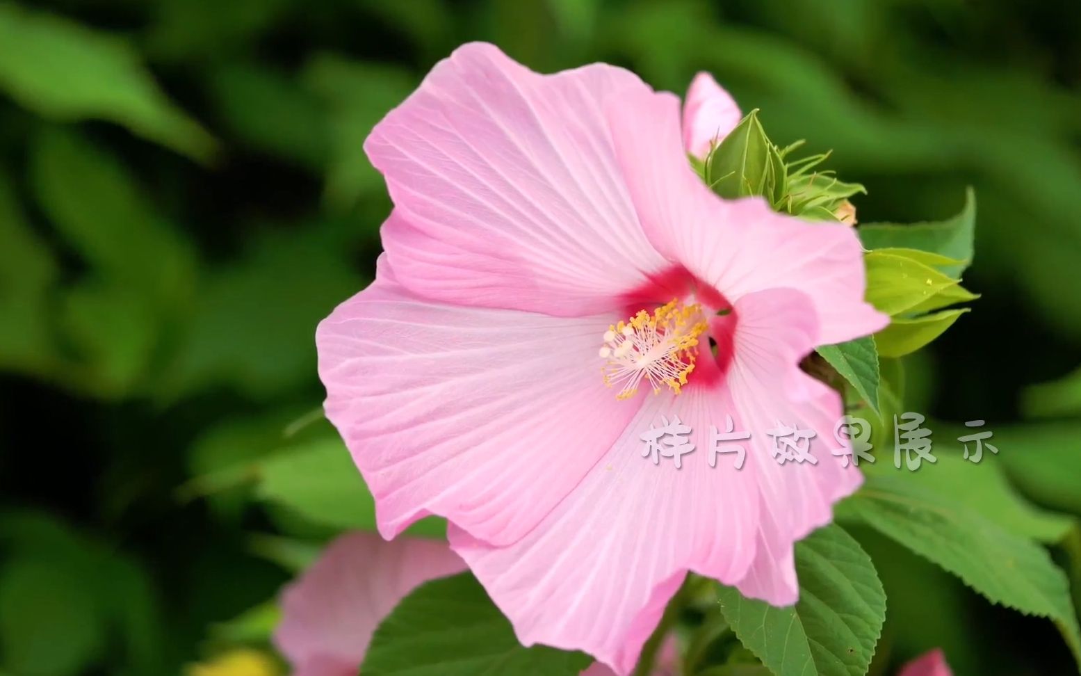 [图]e661 4K超高清画质彩虹草地花朵玫瑰花牡丹花野花菊花春天春季生机勃勃鲜花盛开星光卡通太阳希望歌舞晚会诗歌朗诵幼儿园儿童晚会演出背景大屏幕舞台LED视频素材