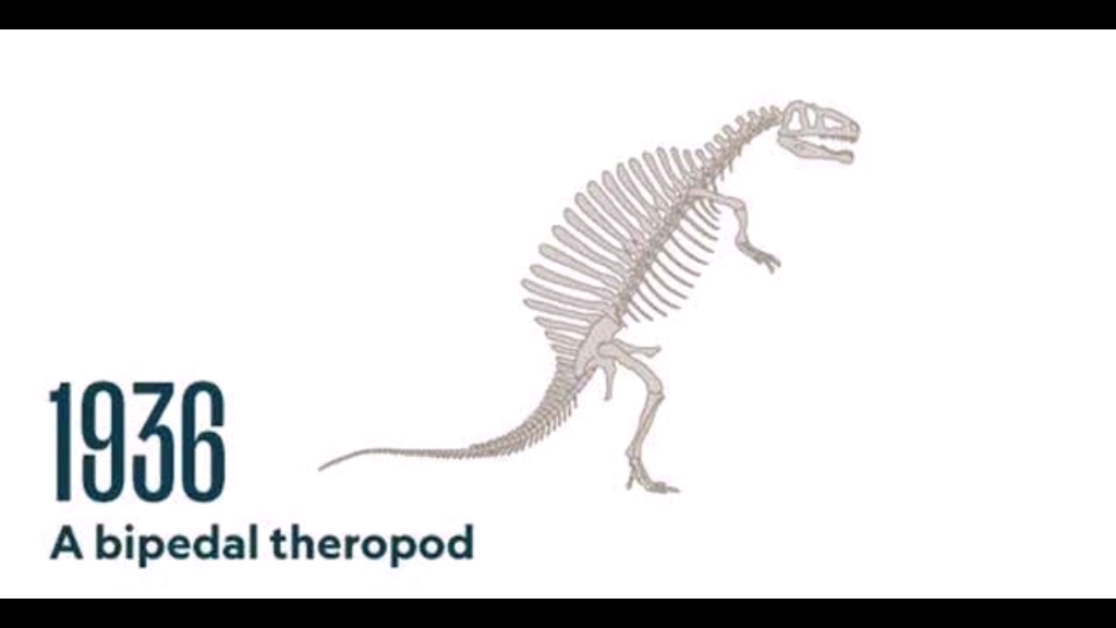 棘龙的变化过程