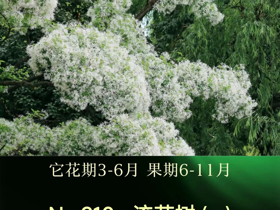 国家二级保护植物.小花如流苏一般灵动、繁盛,因此得名哔哩哔哩bilibili