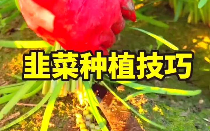 【三农知识】韭菜种植小技巧,教你种出这么好的韭菜哔哩哔哩bilibili