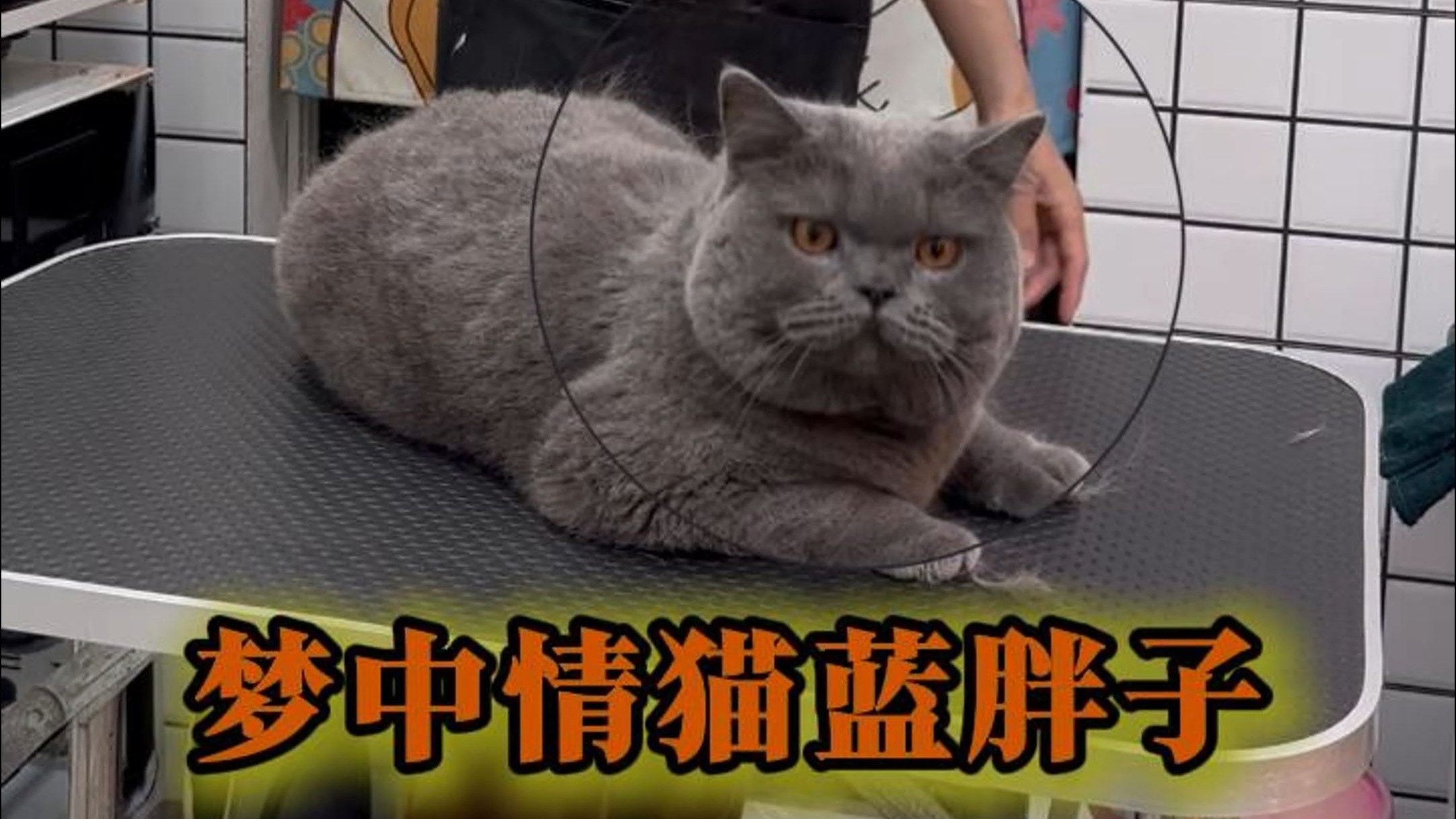 梦中情猫蓝胖子海报