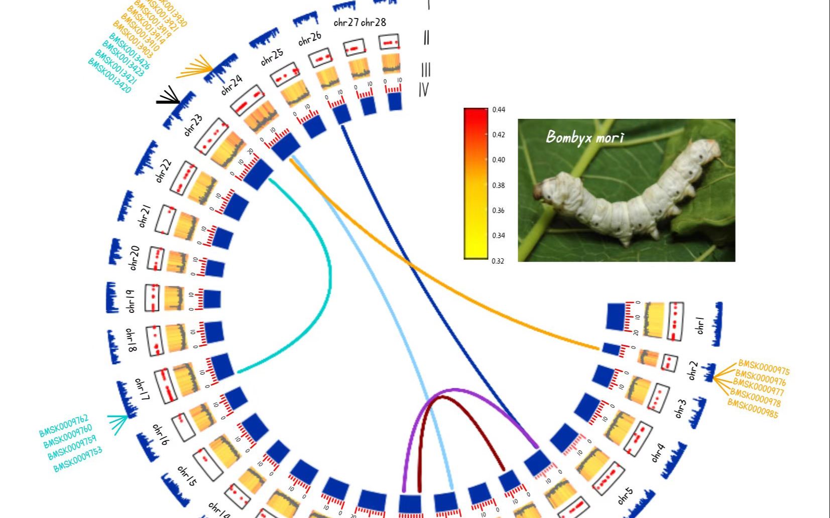 tbtools软件的advanced circles插件绘制基因组圈图——1.
