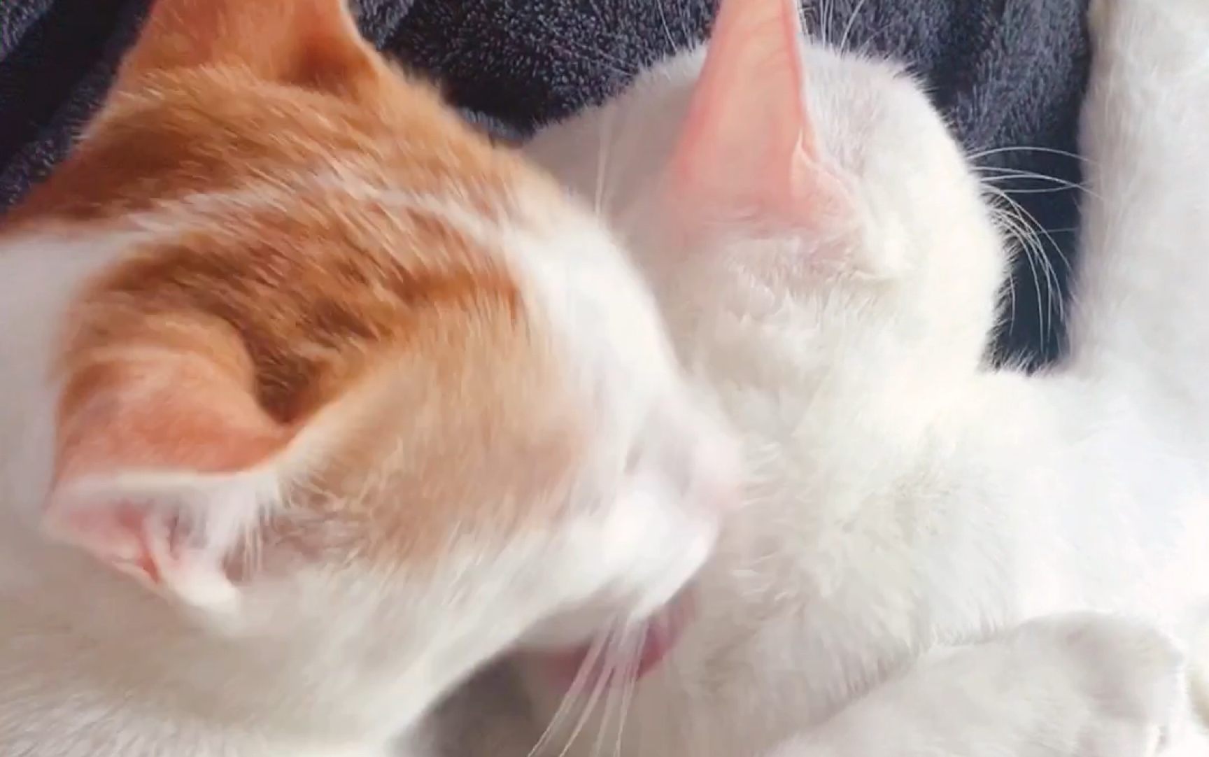 【猫の哲学】这哲学猫片看到我脸都红了