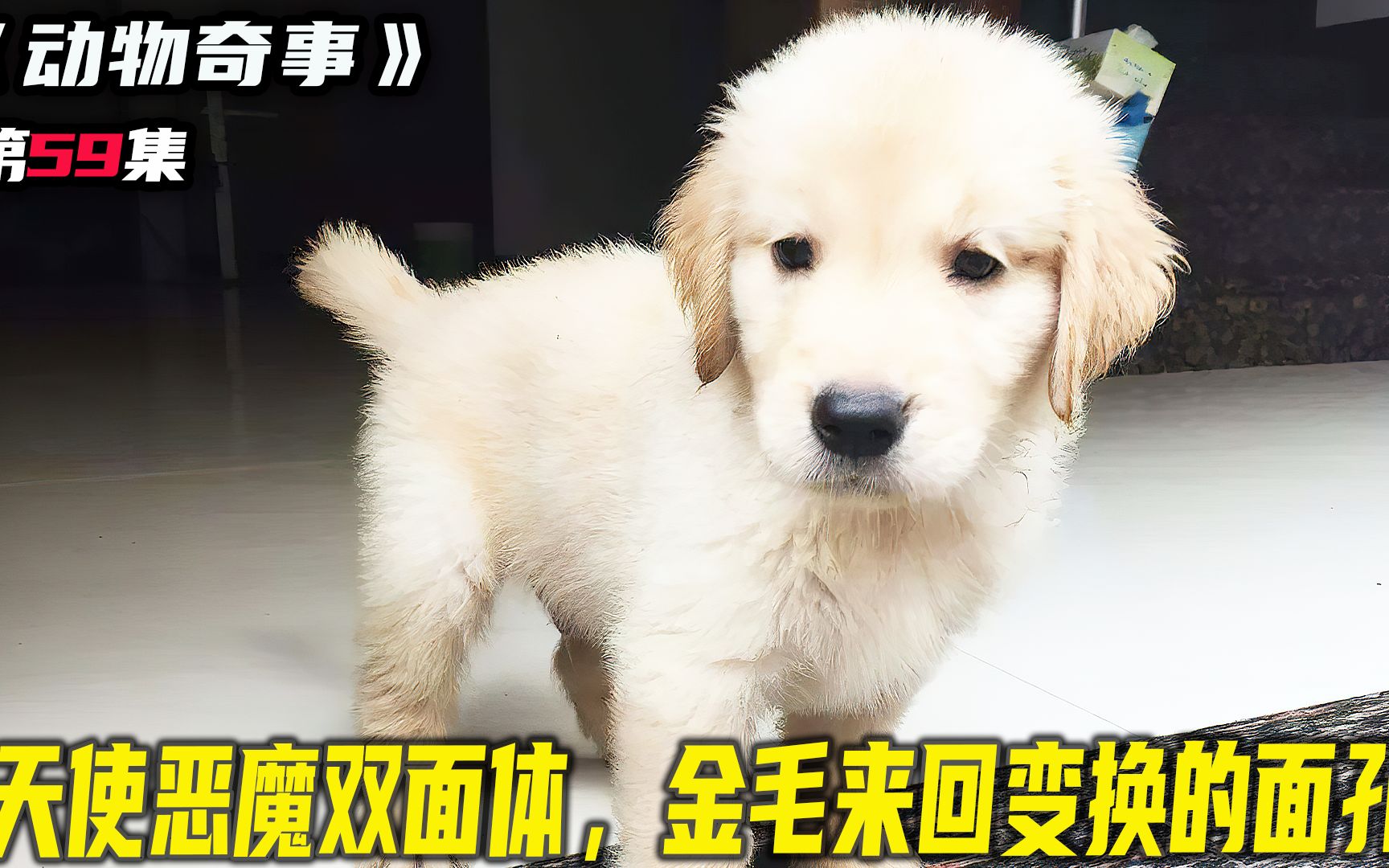 双面孔天使恶魔犬,只要摸到特定的部位哔哩哔哩bilibili