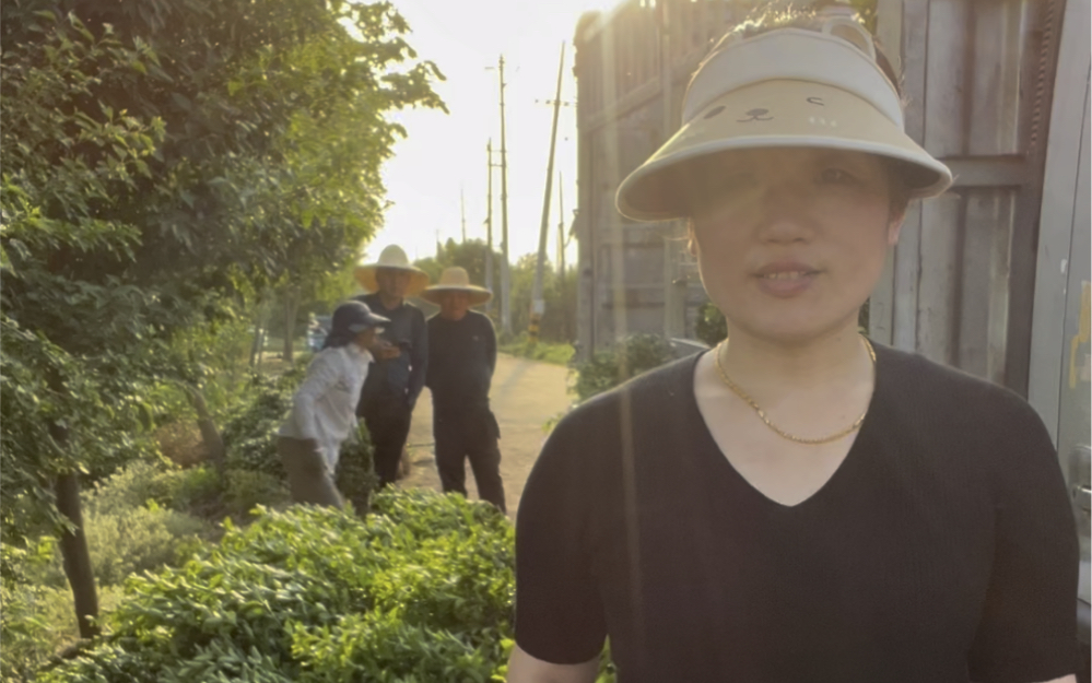 卫矛球 大叶黄杨毛球 卫矛毛球 大叶黄杨球价格 卫矛球价格 大叶黄杨