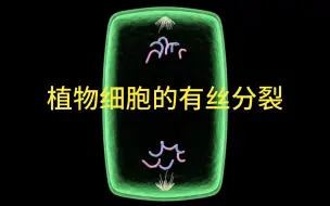 Download Video: 【生物动画】植物细胞的有丝分裂