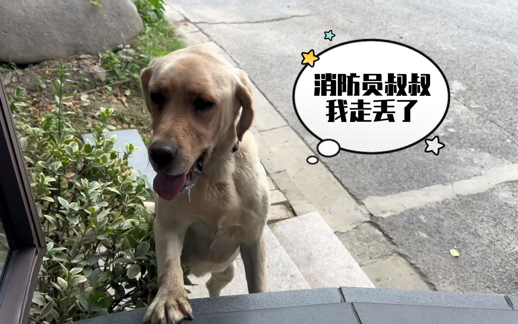 不想做消防犬的拉不拉多不是好小狗哔哩哔哩bilibili