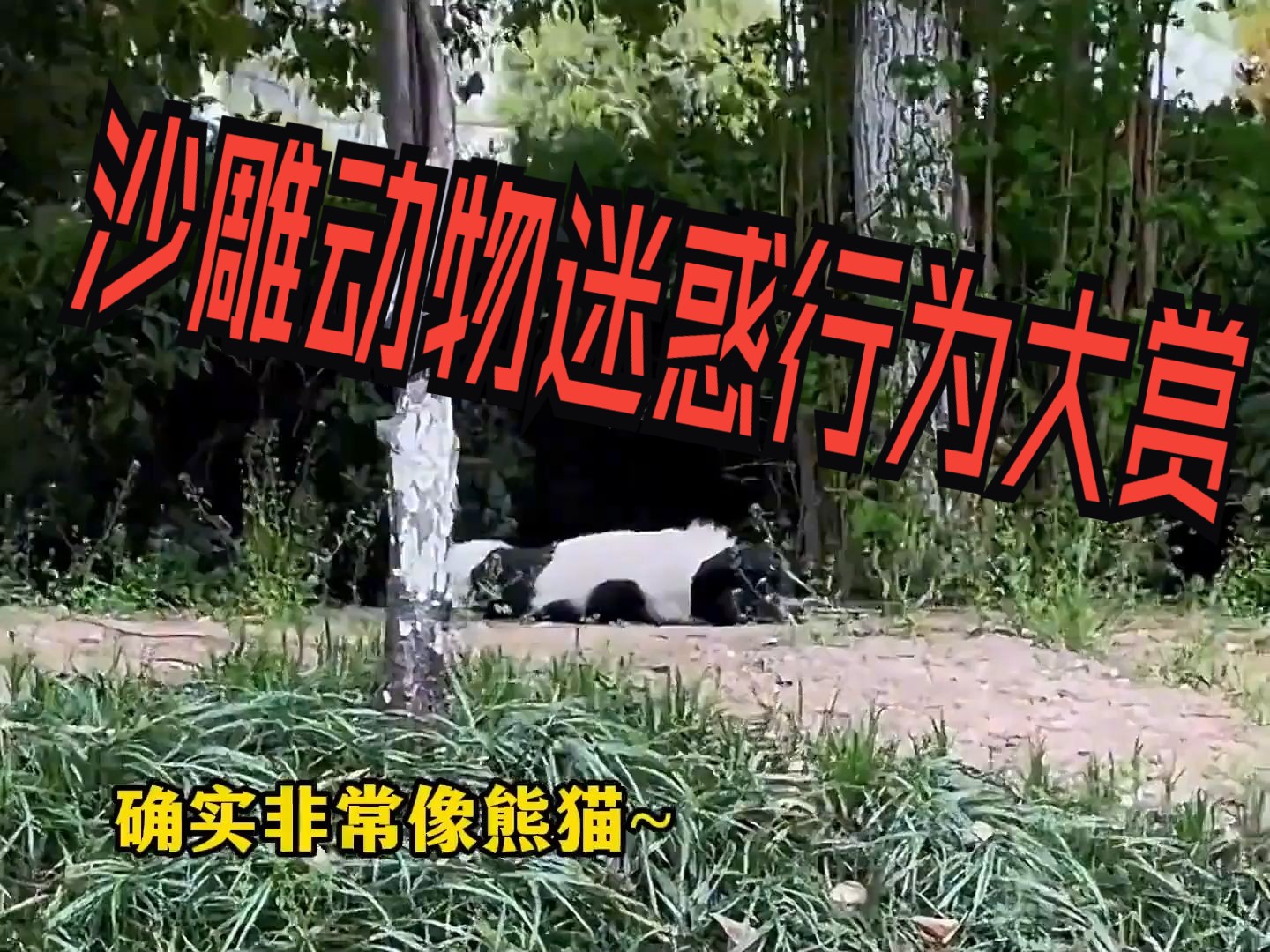 沙雕动物迷惑行为大赏