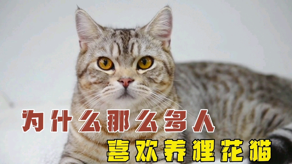 [图]被誉为“中华神猫”的狸花猫，为什么那么多人喜欢养！