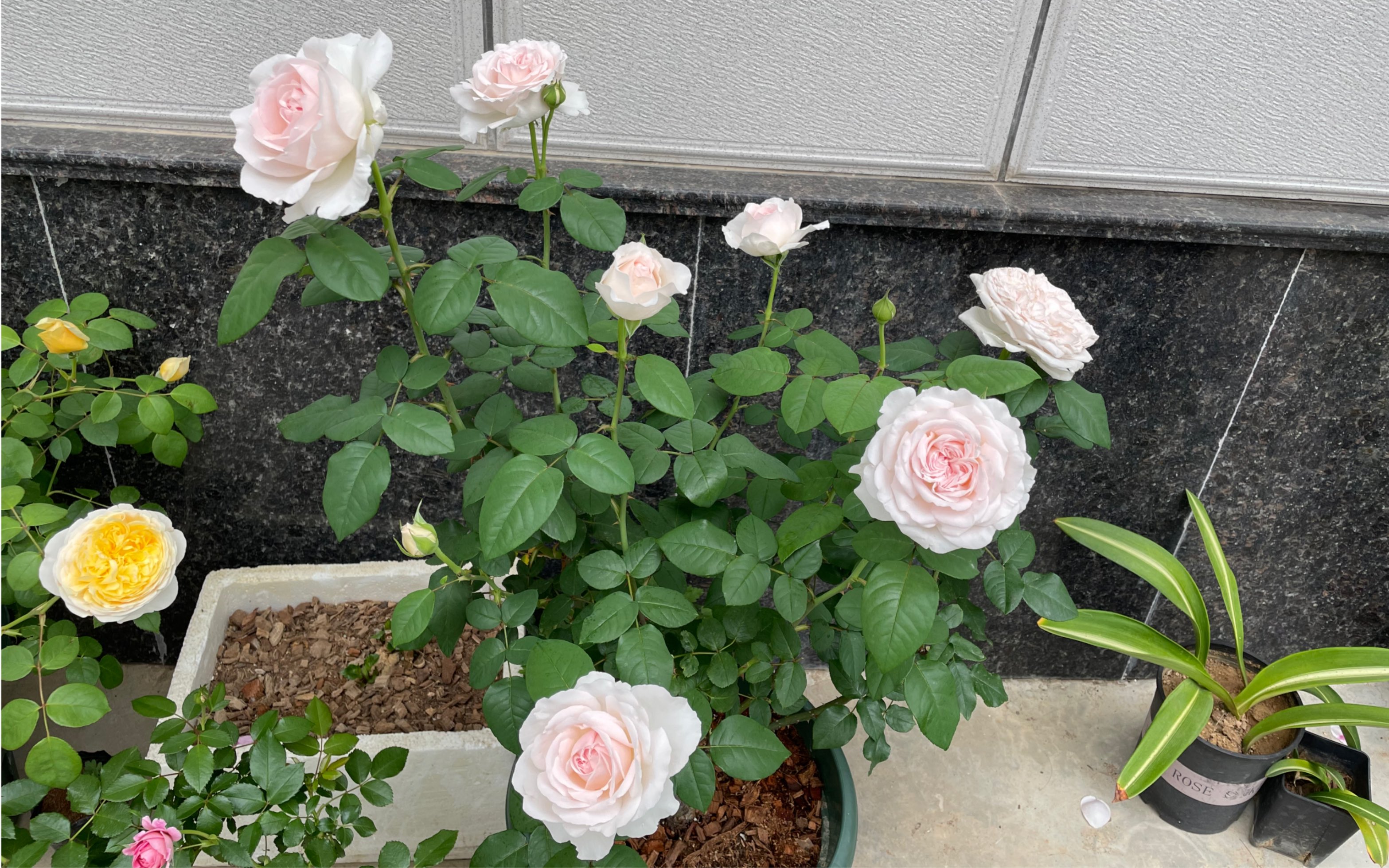 草莓奶昔月季,一见倾心,秀色可餐,花头直立,可惜摊的快_哔哩哔哩