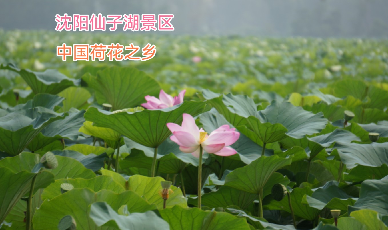 被誉为中国荷花之乡的沈阳仙子湖景区,大片荷花盛开,景色太美了