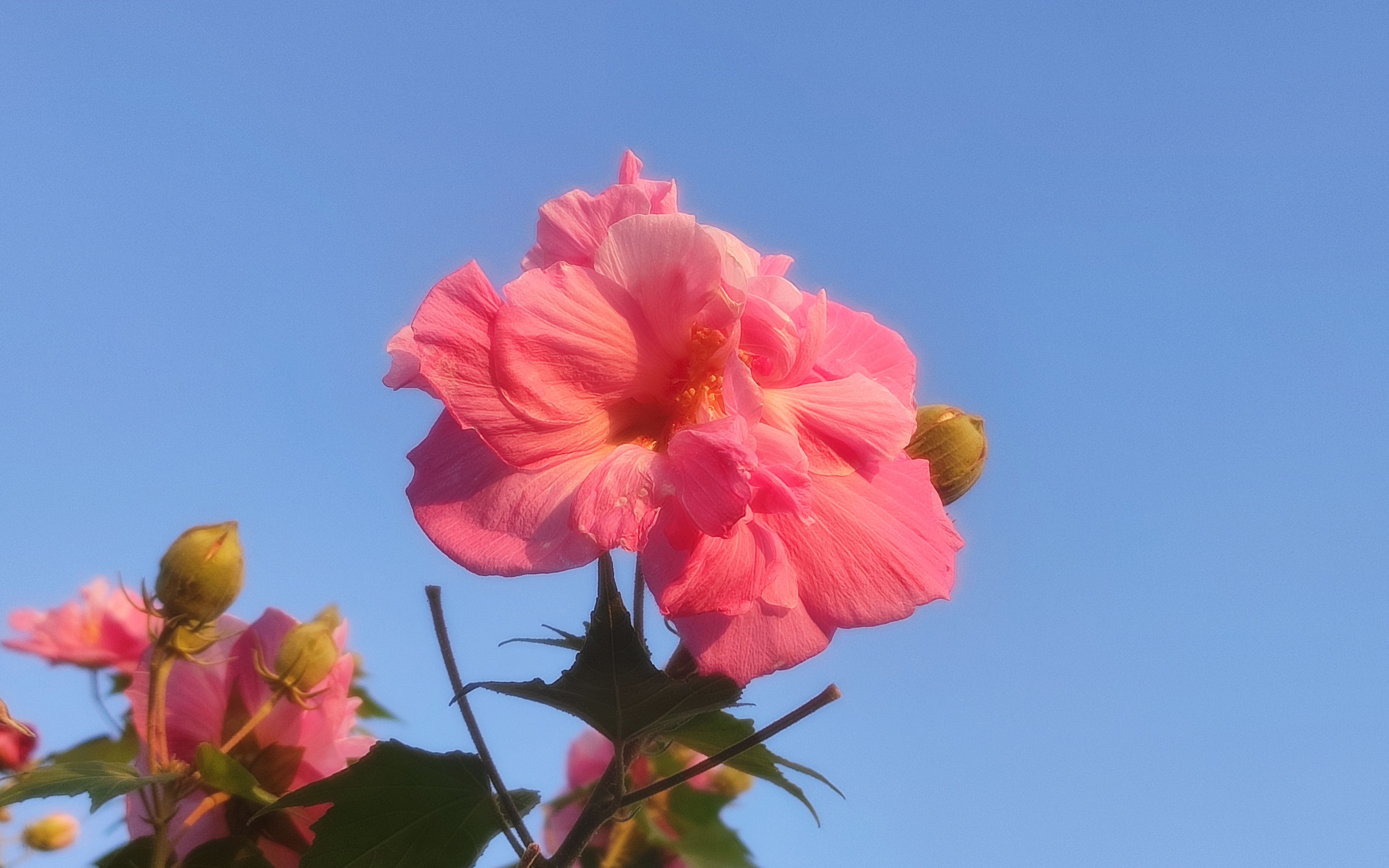 [图]【韶关】芙蓉山上芙蓉花，秋日盛开美如画