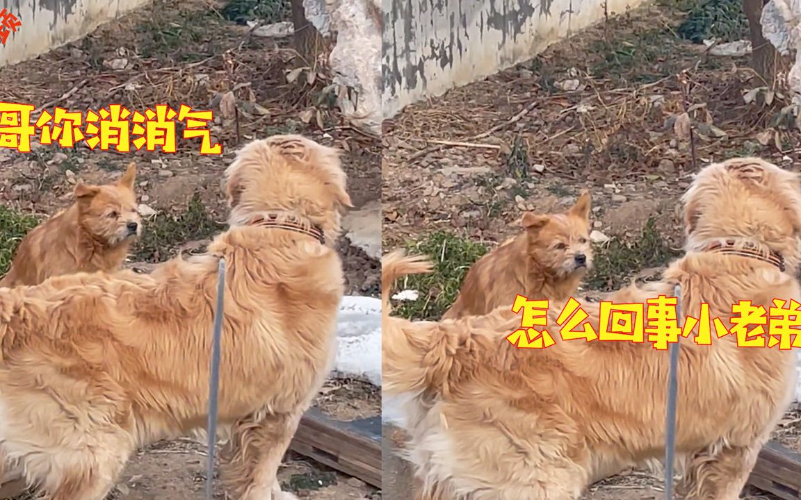 [图]人仗狗势？女子遭恶犬追吼立马召唤自家金毛，恶犬一秒变小弟网友笑疯