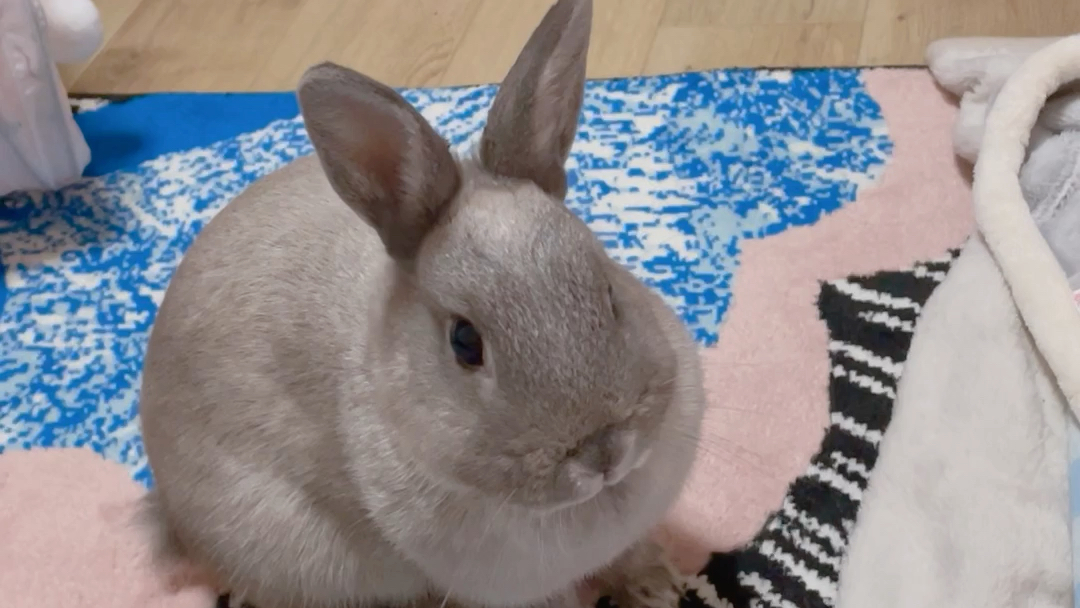 模仿兔子舔毛兔子看来是今天又没给你尿床闲的