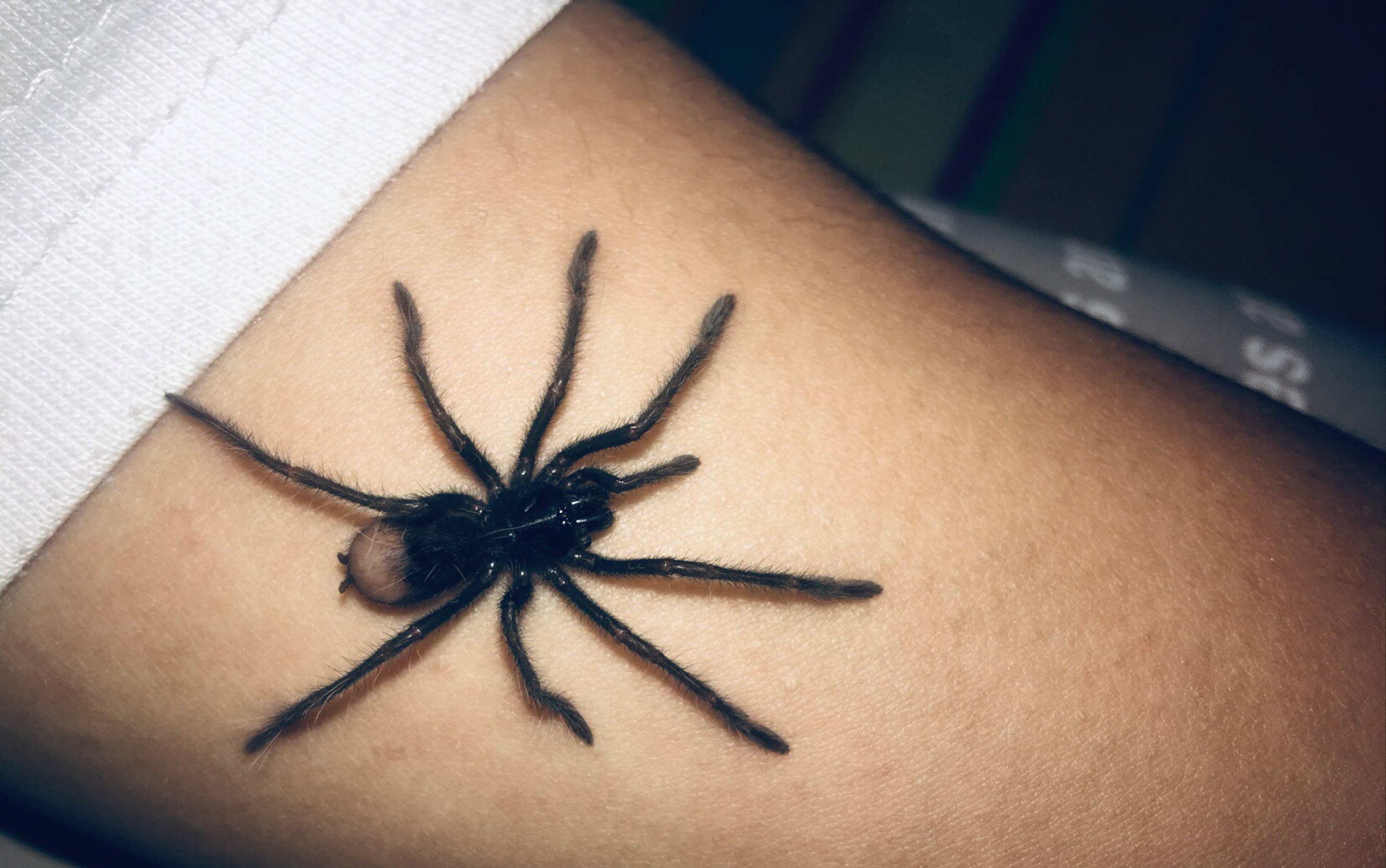 哥伦比亚镭射捕鸟蛛开箱