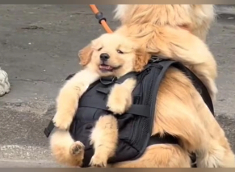 "大狗背小狗,走路不怕滑!