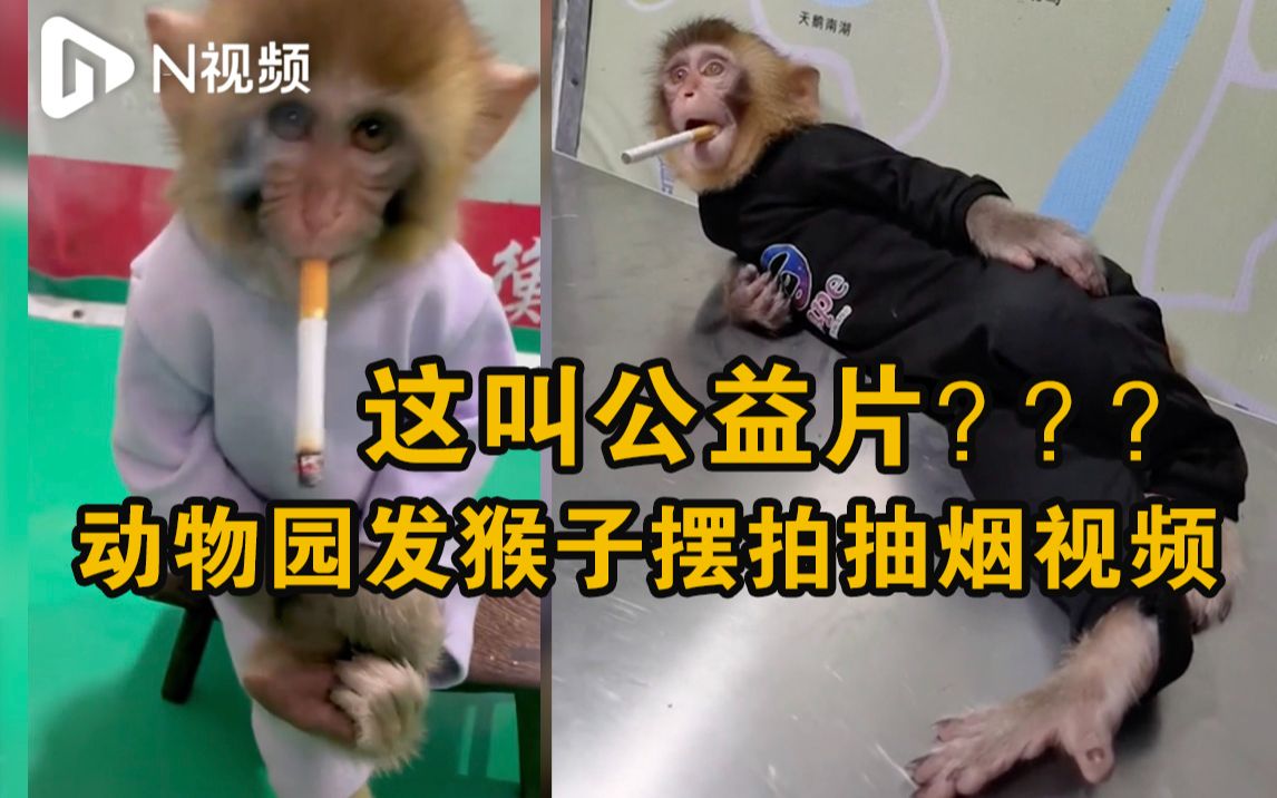 衡水野生动物园上传猴子抽烟视频,工作人员:摆拍的公益片哔哩哔哩bilibili