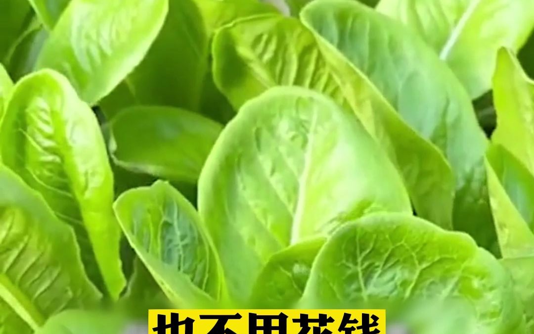 消除蜗牛:菜地里面有蜗牛咬的菜叶全是渣,教你一个配方不用打药也不用花钱哔哩哔哩bilibili