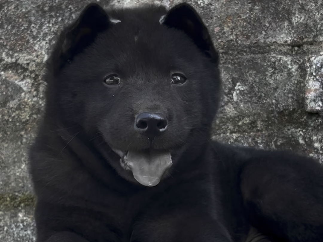 五黑犬,镇宅辟邪神犬