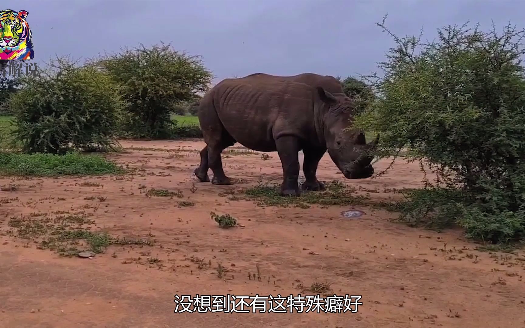 [图]蹲在地上放松的狮子，竟被犀牛强行骚扰，母狮子能找回颜面吗？