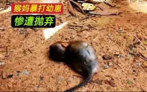 Télécharger la video: 烦人！小猴子24小时黏在妈妈身上，暴打无效后被抛弃