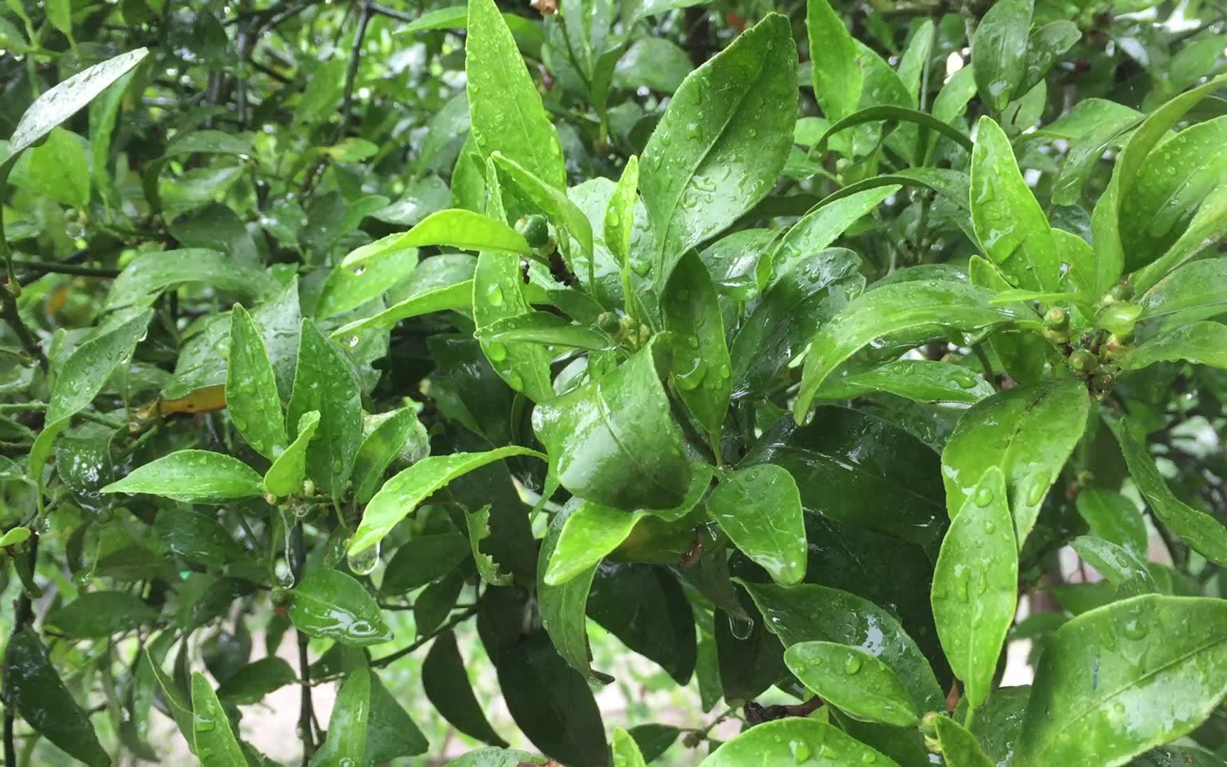 [图]如果下着大雨，打着伞听雨点打在树叶上，就是这样能呆一下午