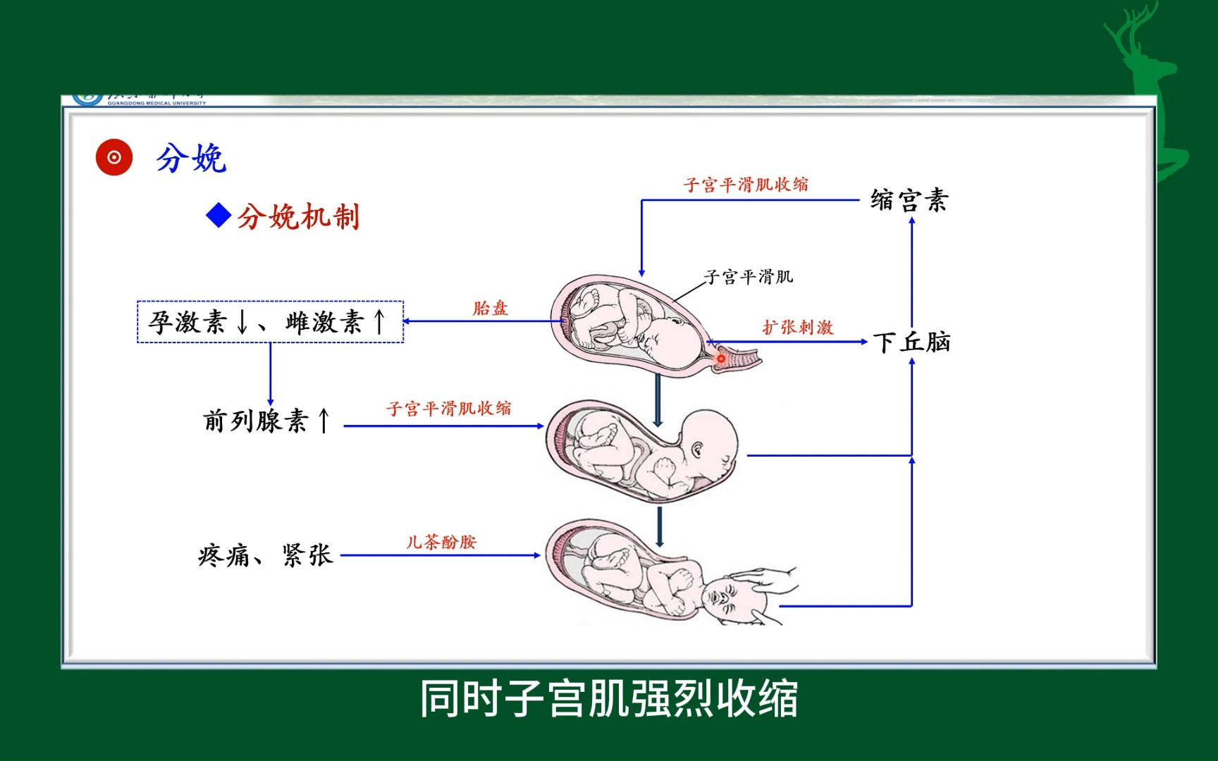 顺产全程分解图片