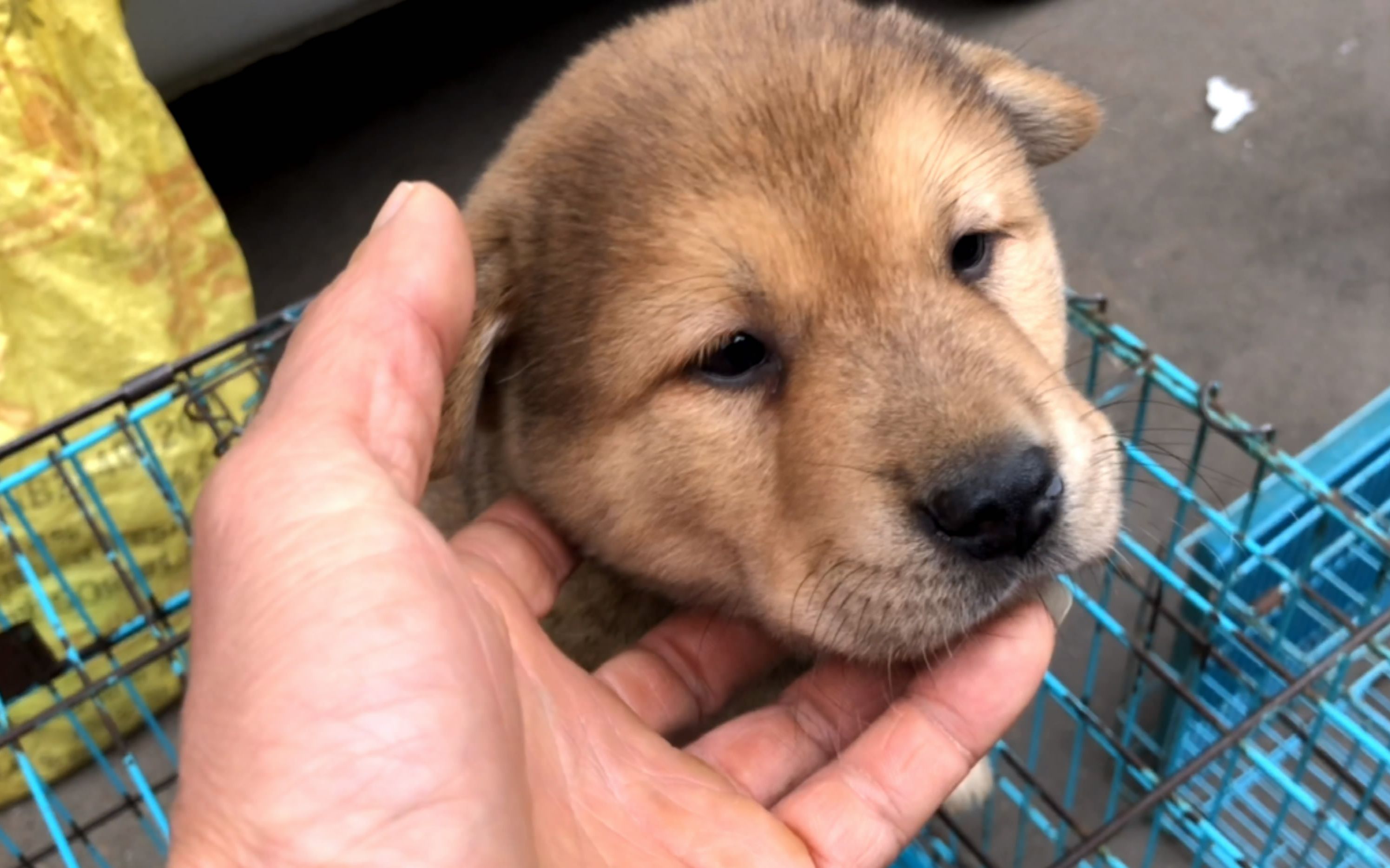 狗敢不敢下口得看须,像这狗的胡须全部向前长,狗再好我都不买_哔哩