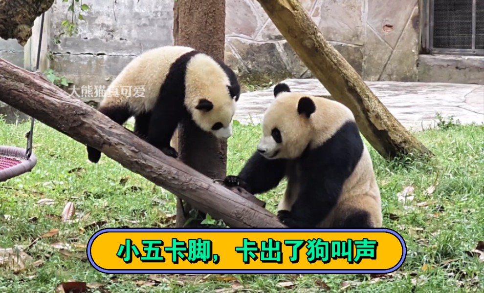 小五脚卡住了卡出来狗叫声,莽仔陪着小五有点着急,后面小五自己把脚拔