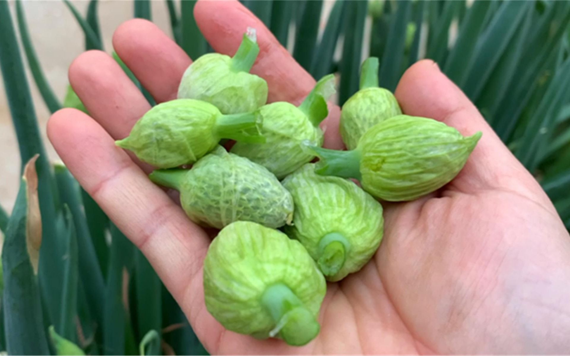 大葱的花苞是个宝,不蒸不煮不凉拌,这样做,上桌就抢光,太香了