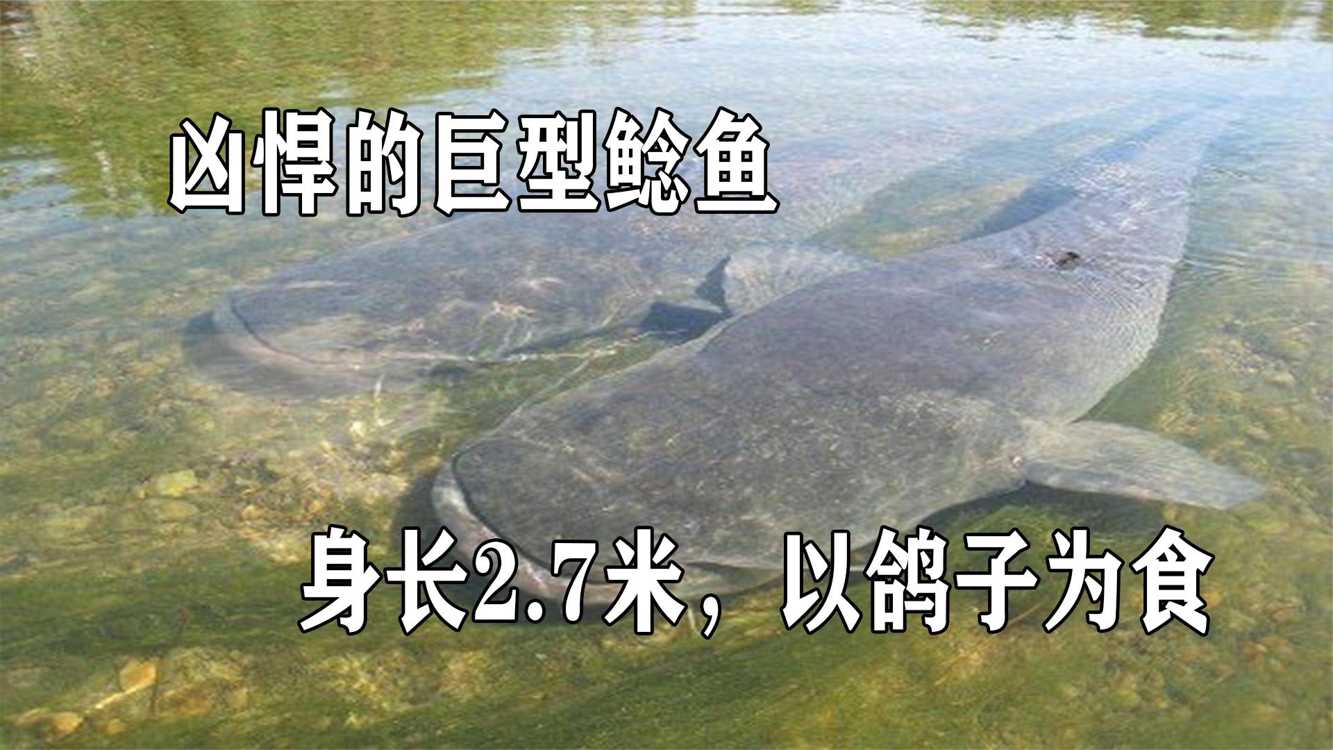 身长2.7米,重293公斤,以鸽子为食,巨型鲶鱼为何如此凶悍哔哩哔哩bilibili