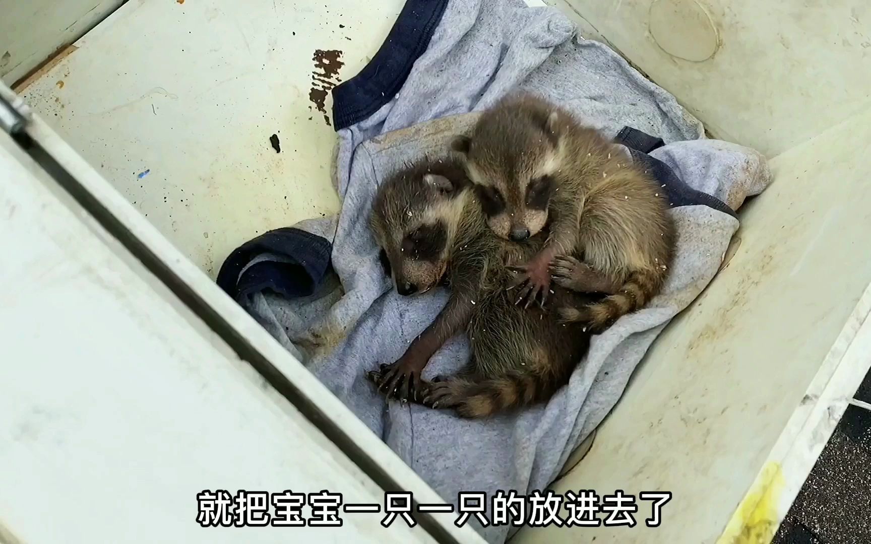 光头强在屋顶拯救小浣熊浣熊妈妈居然不领情