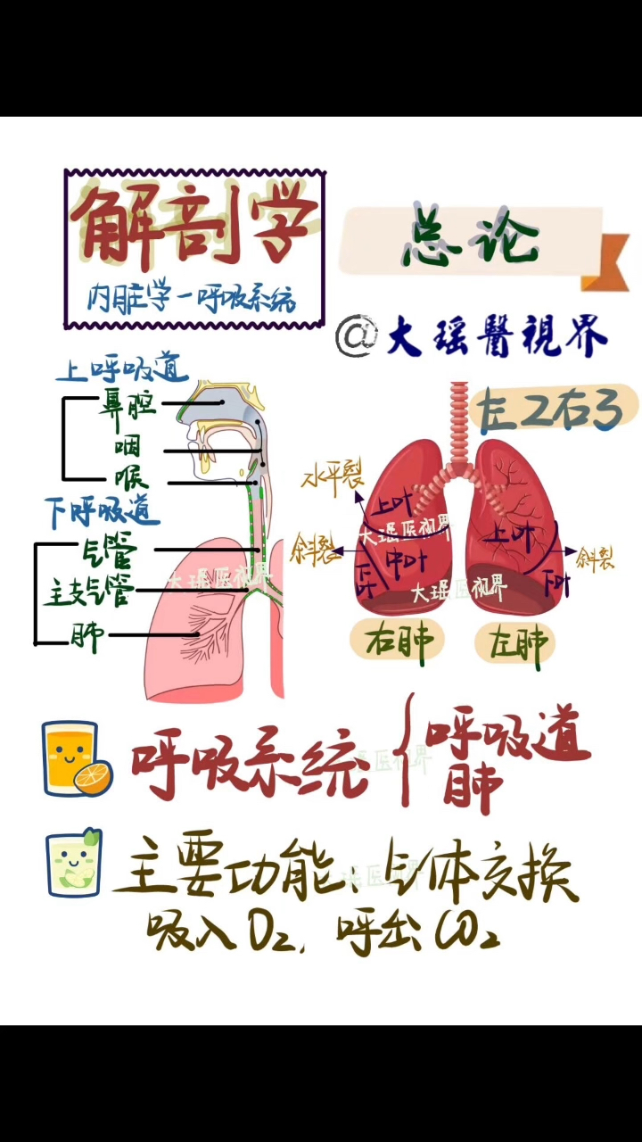 医学基础解剖学|呼吸系统学习日常学习点滴积累!哔哩哔哩bilibili