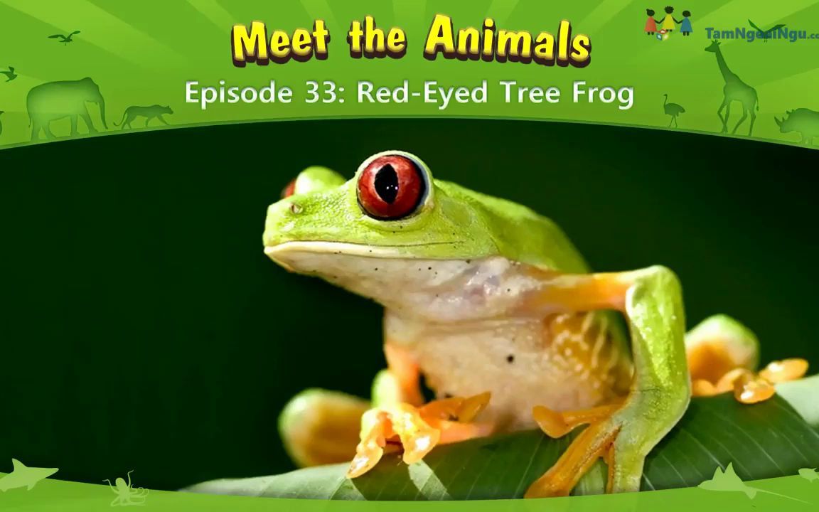 red-eyed tree frog图片