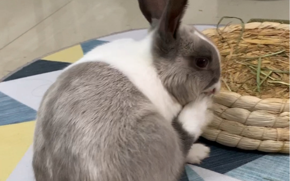 活动作品兔兔挠耳朵小合集