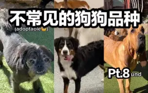 下载视频: 狗狗日托班里不常见的狗狗品种 Pt.8