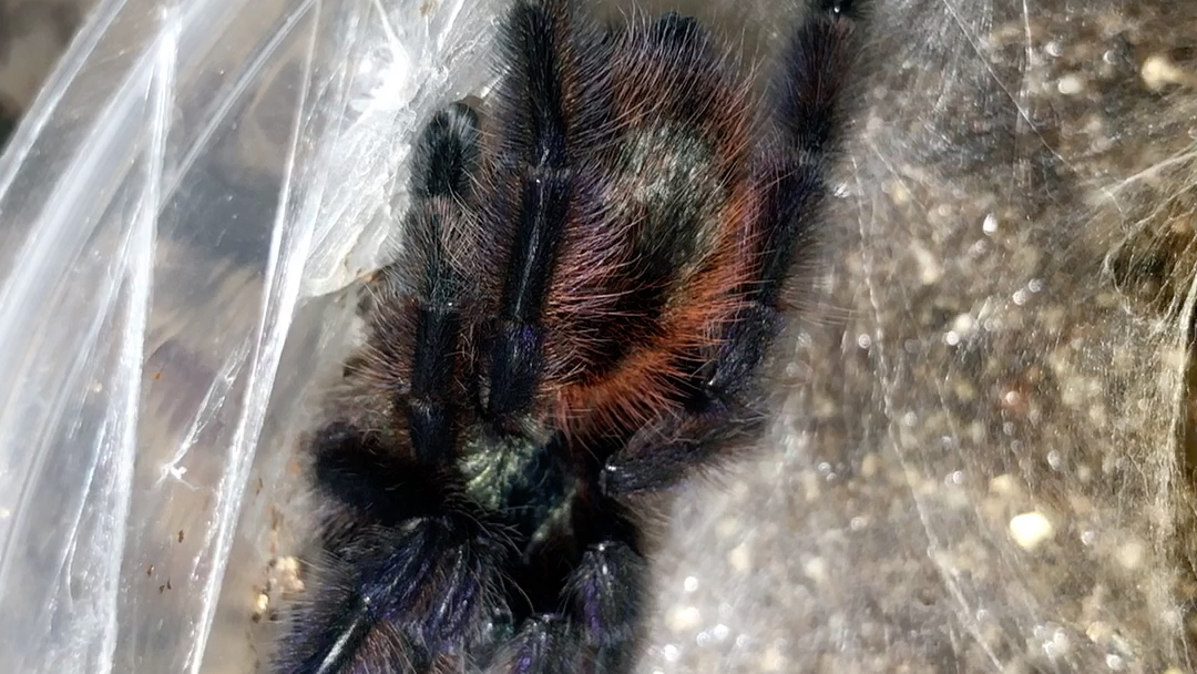 油彩粉红趾蜘蛛跟着音乐的节奏