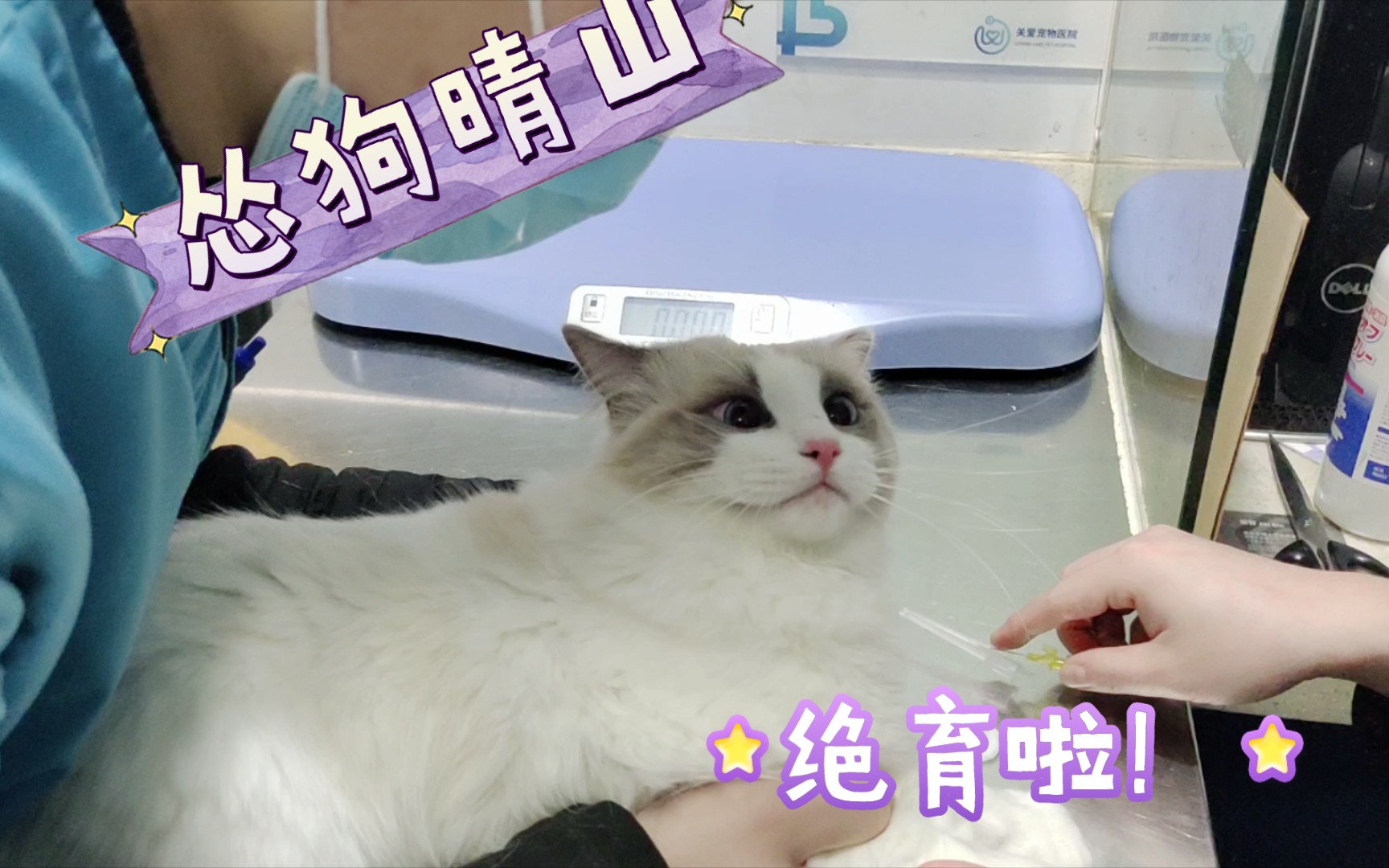 【布偶猫】怂狗晴山绝育啦!哔哩哔哩bilibili