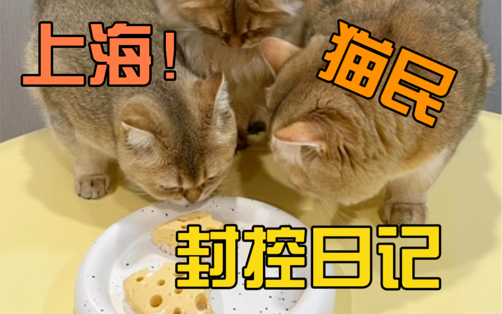 上海猫民封控的第N天哔哩哔哩bilibili