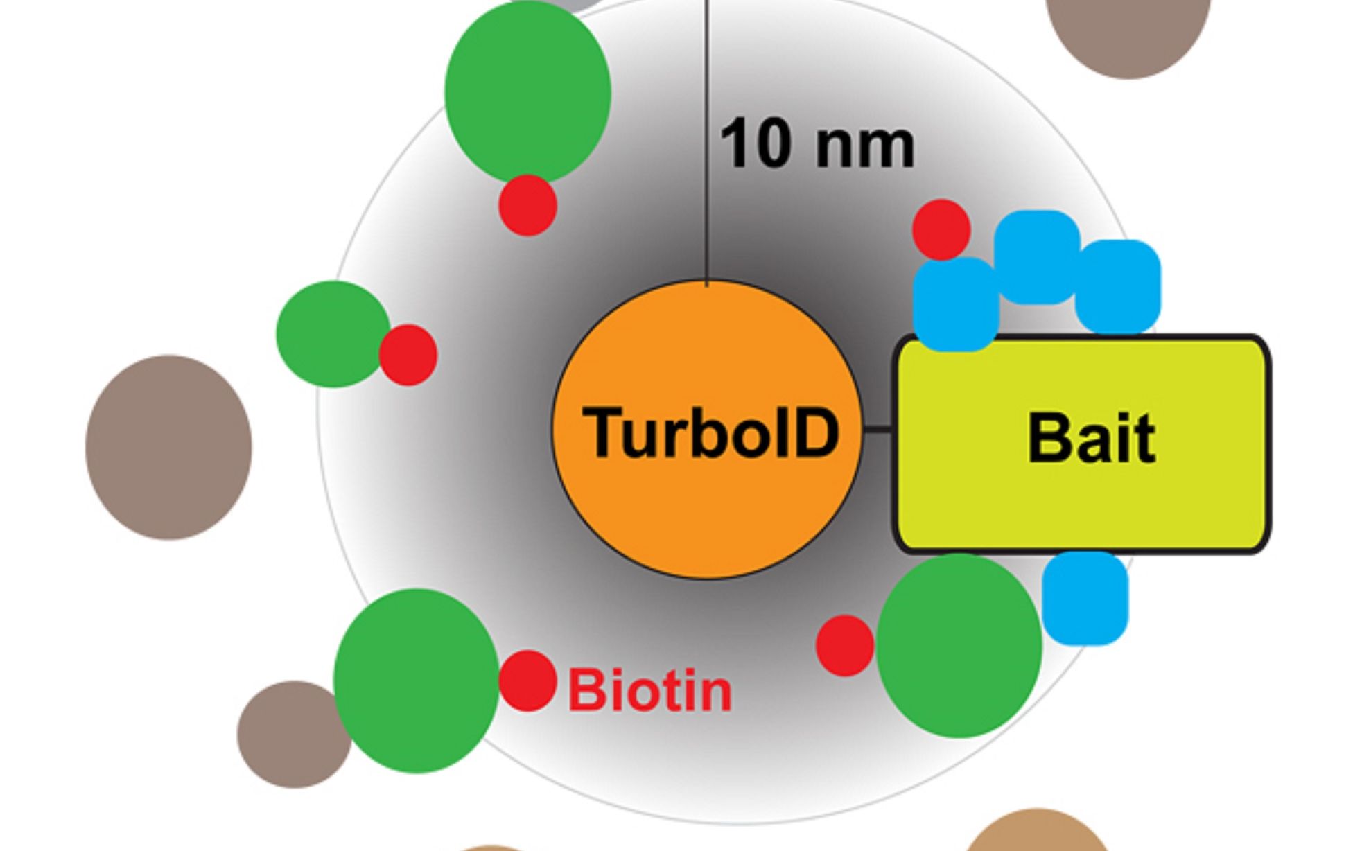 Tau 蛋白互作组学 Tau interactome maps from Buck Institute哔哩哔哩bilibili