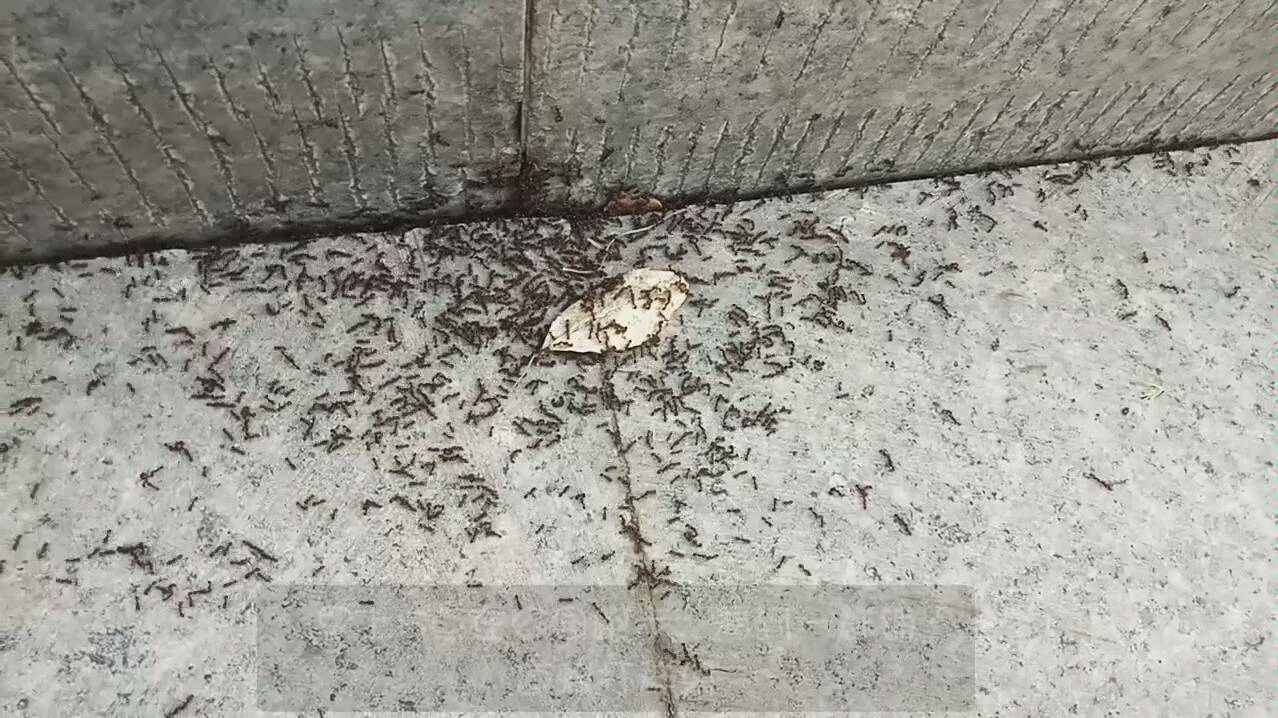 草地铺道蚁打群架