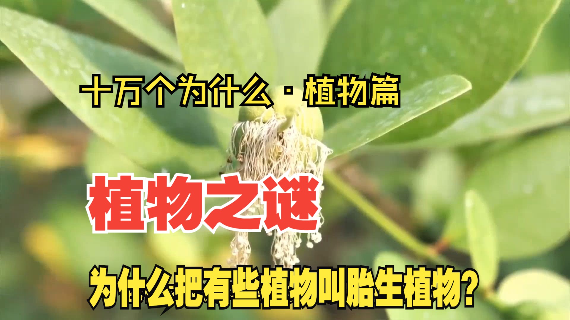 "——十万个为什么·植物篇
