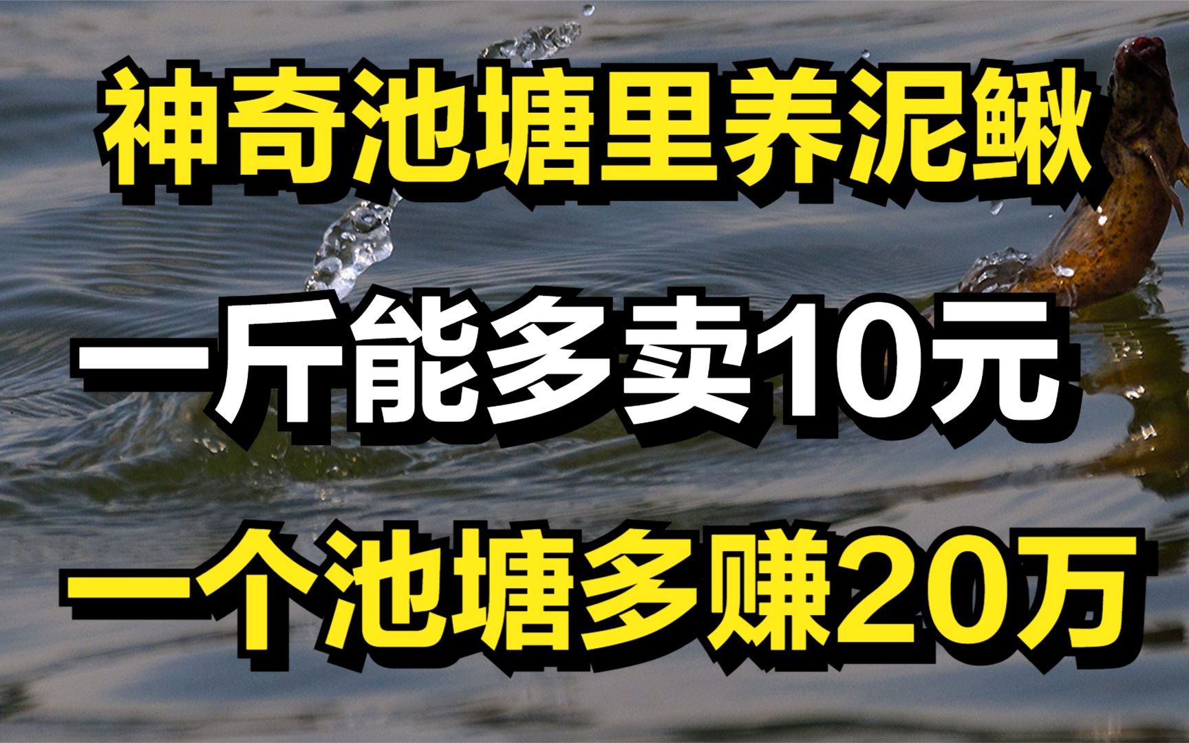 男子建造神奇池塘养泥鳅,一个池塘能多赚20万,年收入达1000多万哔哩哔哩bilibili